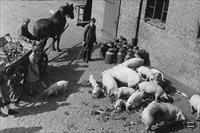 Krupp-Gruson works in Magdeburg post-war, pigs belonging to the canteen, Bundesarchiv Collection